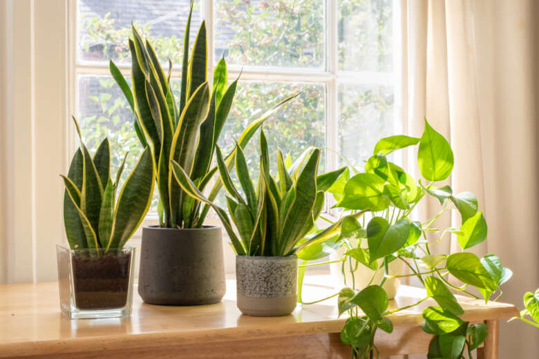 Plants in home ideas